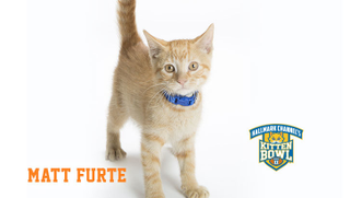 Illustration for article titled Kitten Bowl Player Names, Ranked